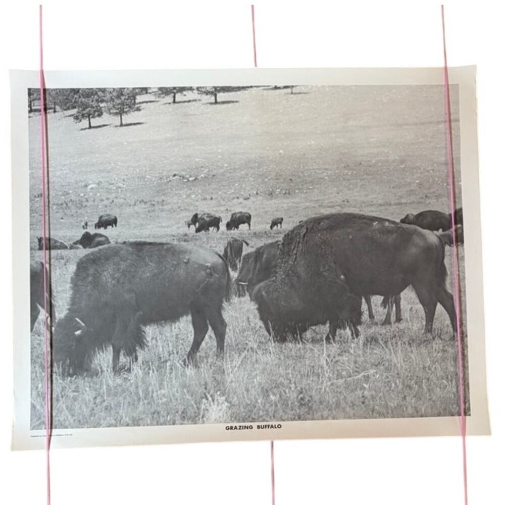 Vintage "Grazing Buffalo" B&W Photo Print 20x16 - Matte Finish Western Art